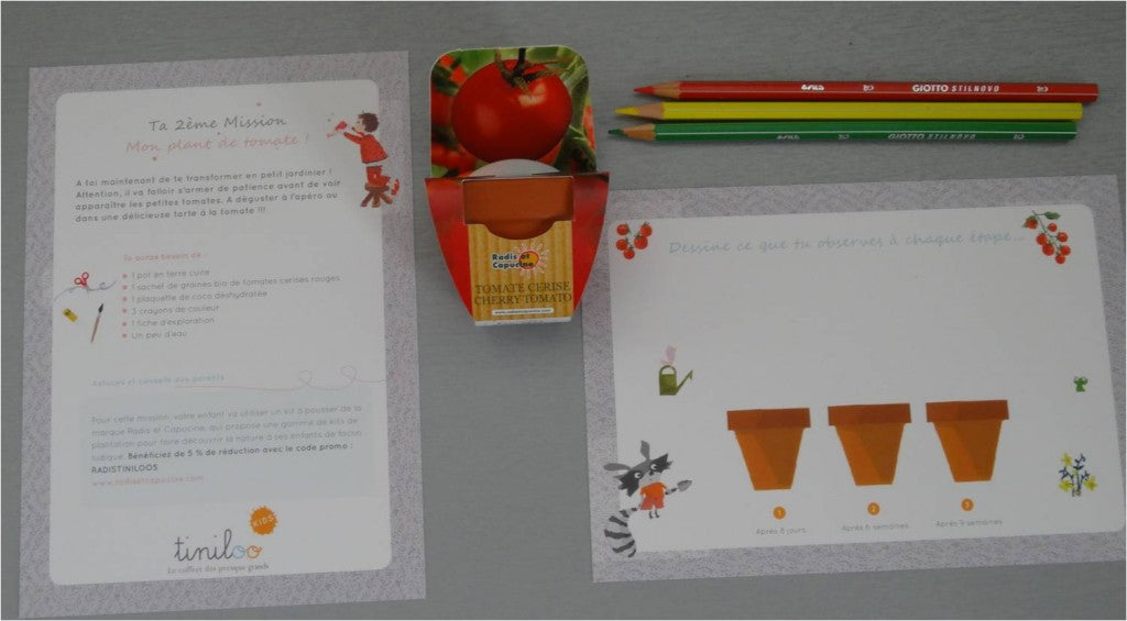 Mon plant de tomate !